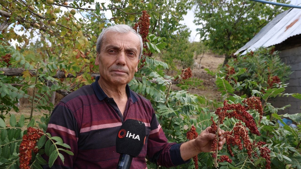 Foto - Meyve veriyor... Yabani sumak yıllardır aşılanıp üretime kazandırıldı: 800-900 lirayı gören bir daha bakıyor