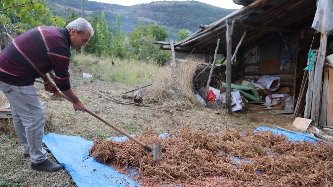 Foto - Meyve veriyor... Yabani sumak yıllardır aşılanıp üretime kazandırıldı: 800-900 lirayı gören bir daha bakıyor