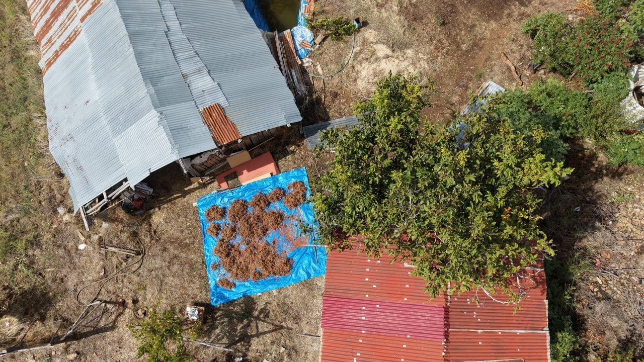 Foto - Meyve veriyor... Yabani sumak yıllardır aşılanıp üretime kazandırıldı: 800-900 lirayı gören bir daha bakıyor