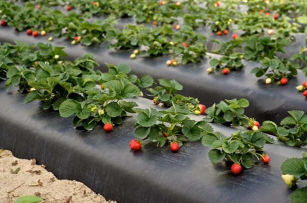 Foto - Meyvede büyük hile!