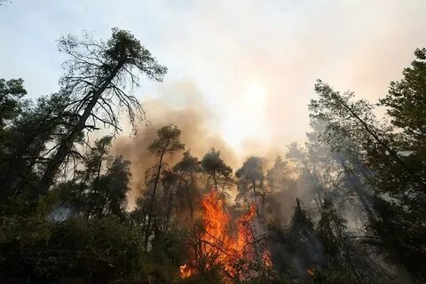 Foto - Miço suçluyu buldu! Botlarını şişleyip ölüme terk ettikleri yetmedi