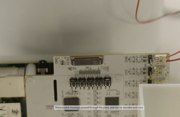 Foto - Microsoft bitkileri konuşturdu