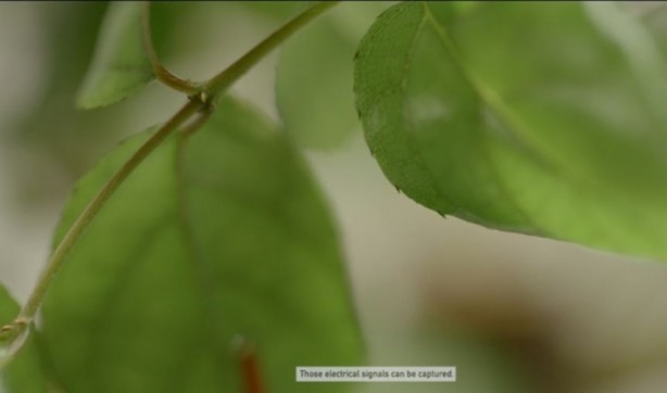 Foto - Microsoft bitkileri konuşturdu