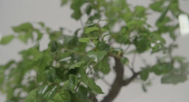 Foto - Microsoft bitkileri konuşturdu