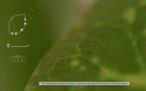 Foto - Microsoft bitkileri konuşturdu