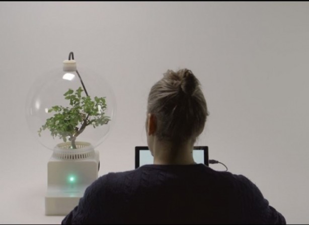 Foto - Microsoft bitkileri konuşturdu