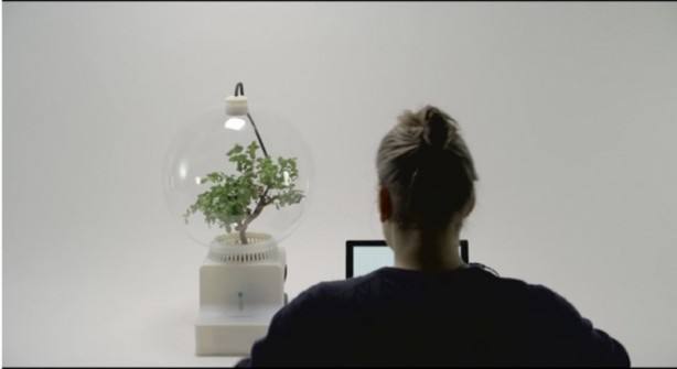 Foto - Microsoft bitkileri konuşturdu