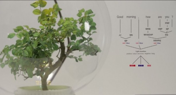 Foto - Microsoft bitkileri konuşturdu