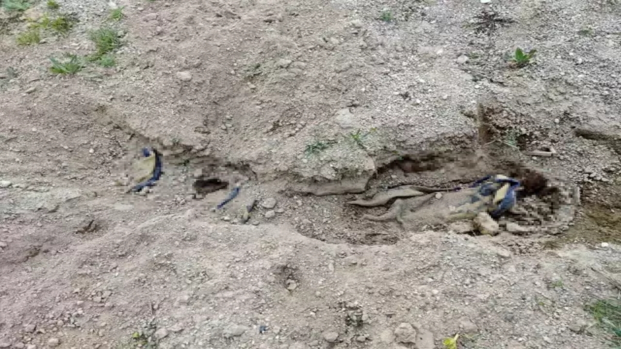 Mide bulandıran görüntüler o ilimizden! Koyun otlatan çoban boş arazide buldu! Rezalet ki ne rezalet