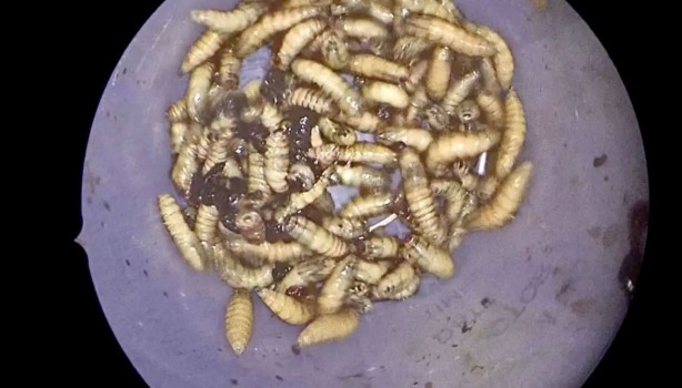 Foto - Mide bulandıran olay! Doktorlar inanamadı! Hastanın burnundan bakın ne çıktı