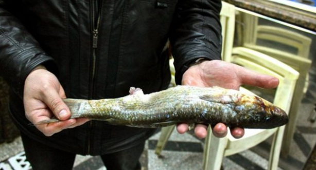 Foto - Mideniz bulanacak ama onlar bayılarak yiyor!