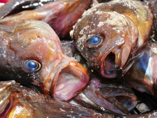 Foto - Mideniz bulanacak ama onlar bayılarak yiyor!