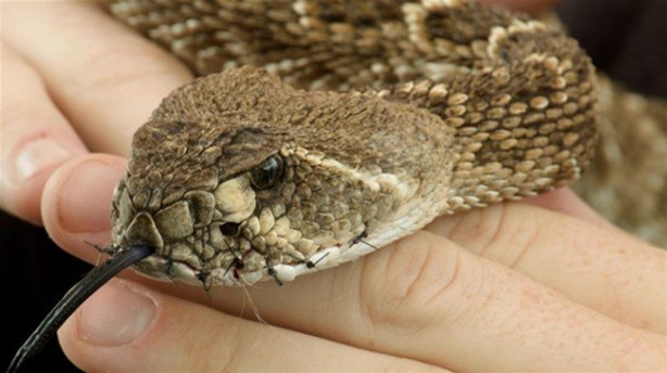 Foto - Mideniz kaldırmayacak! 'Çıngıraklı Yılan Festivali'
