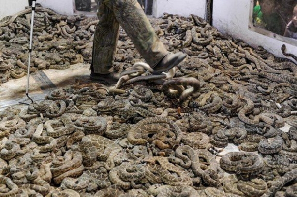 Foto - Mideniz kaldırmayacak! 'Çıngıraklı Yılan Festivali'