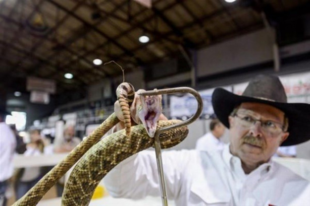 Foto - Mideniz kaldırmayacak! 'Çıngıraklı Yılan Festivali'