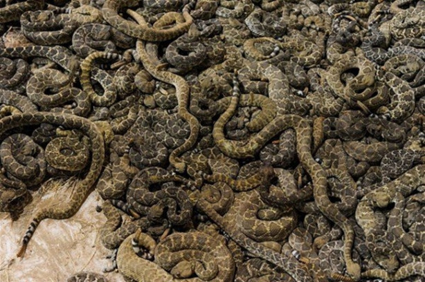 Foto - Mideniz kaldırmayacak! 'Çıngıraklı Yılan Festivali'