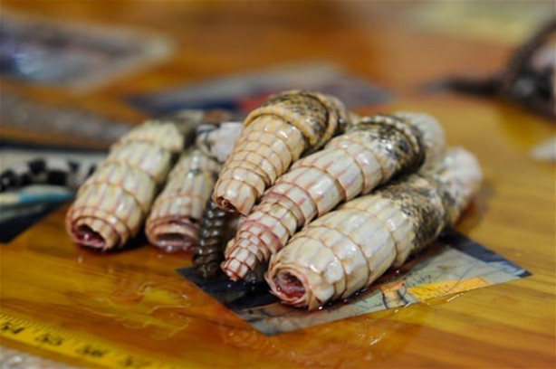 Foto - Mideniz kaldırmayacak! 'Çıngıraklı Yılan Festivali'