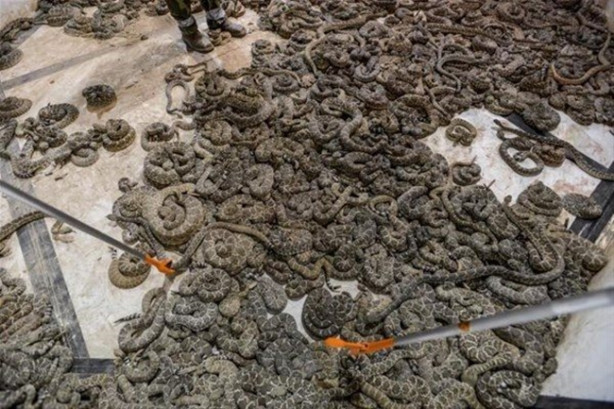 Foto - Mideniz kaldırmayacak! 'Çıngıraklı Yılan Festivali'