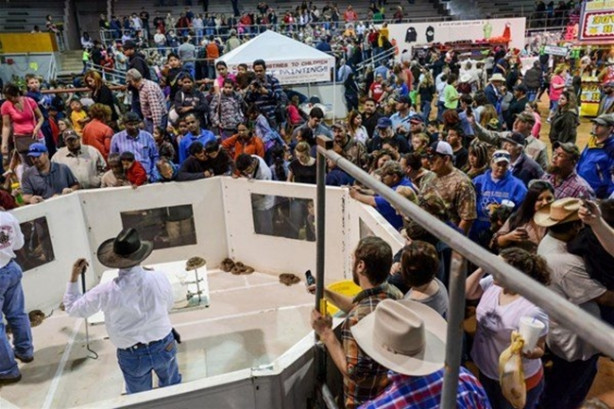 Foto - Mideniz kaldırmayacak! 'Çıngıraklı Yılan Festivali'