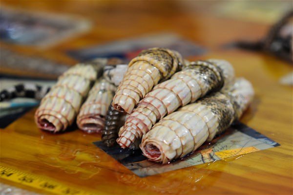 Mideniz kaldırmayacak! 'Çıngıraklı Yılan Festivali'