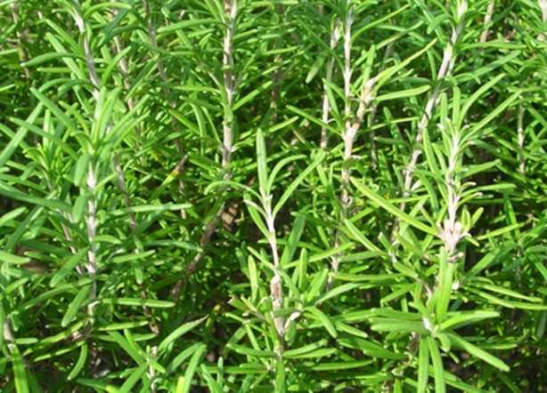 Foto - Migrenden doğal tedavilerle kurtulun