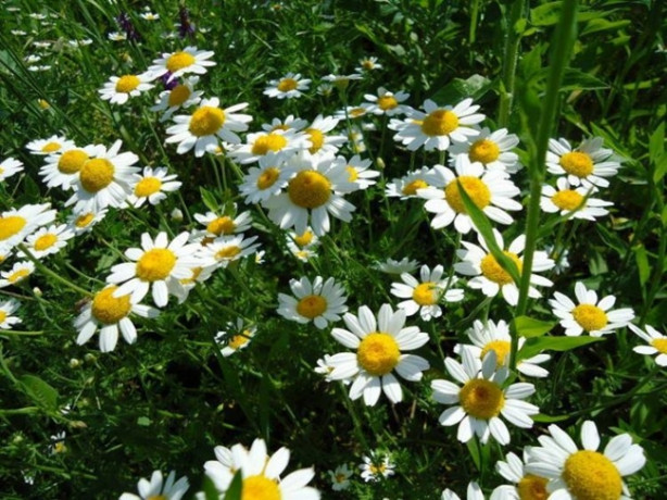 Foto - Migrenden doğal tedavilerle kurtulun