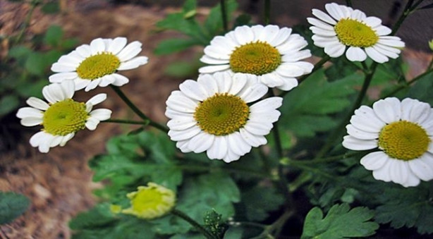 Foto - Migrenden doğal tedavilerle kurtulun