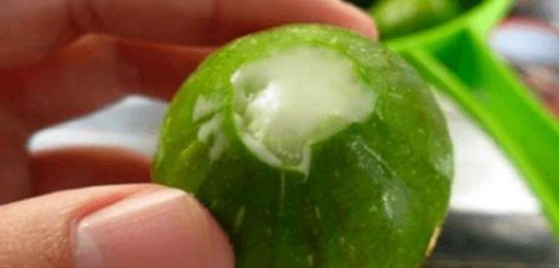 Foto - Mikropları yok edip yaraları iyileştiriyor