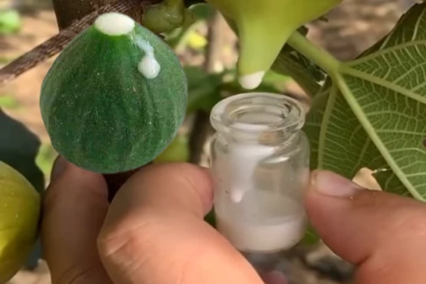 Mikropları yok edip yaraları iyileştiriyor