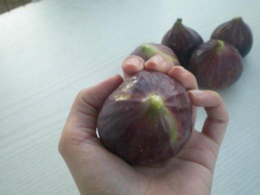 Foto - Mikropları yok edip yaraları iyileştiriyor