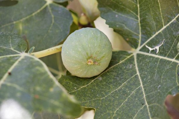 Foto - Mikropları yok edip yaraları iyileştiriyor