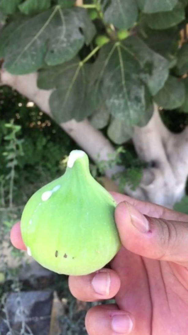 Foto - Mikropları yok edip yaraları iyileştiriyor