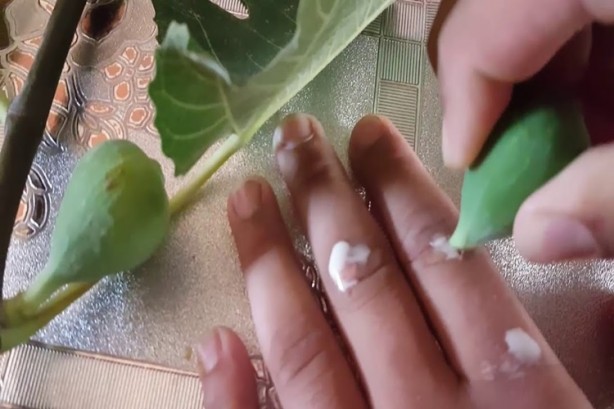 Foto - Mikropları yok edip yaraları iyileştiriyor