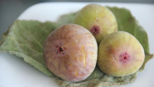 Foto - Mikropları yok edip yaraları iyileştiriyor