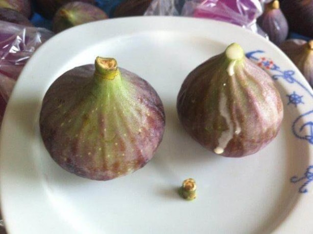 Foto - Mikropları yok edip yaraları iyileştiriyor