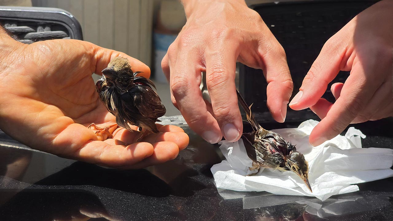 Foto - Milleyha’da kuşlara ölüm tuzağı! İşte o korkunç detaylar!