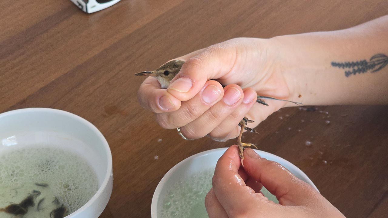 Foto - Milleyha’da kuşlara ölüm tuzağı! İşte o korkunç detaylar!