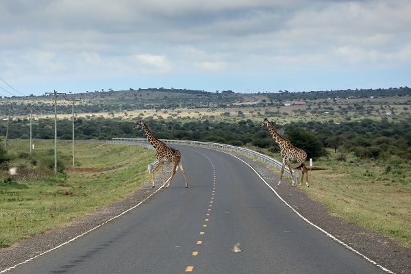 Foto - Milli parkta 6 aslan öldü