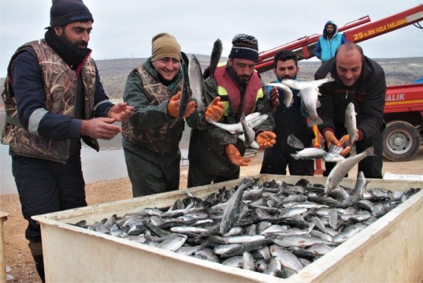 Foto - Milli servet değerinde! Avrupa ülkeleri almak için sıraya giriyor
