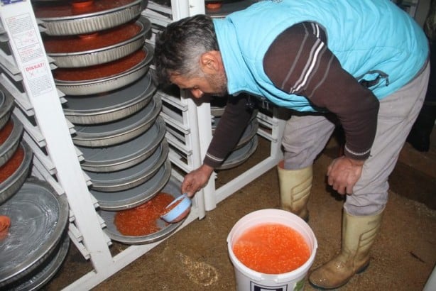 Foto - Milli servet değerinde! Avrupa ülkeleri almak için sıraya giriyor