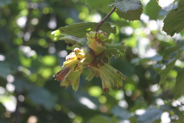 Foto - Milyon liralık tehlike kapıya dayandı