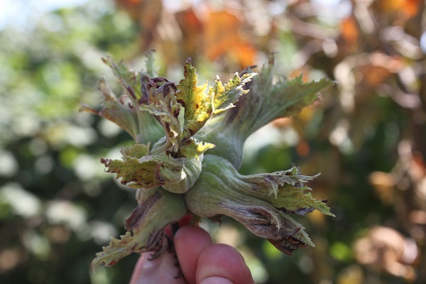 Foto - Milyon liralık tehlike kapıya dayandı