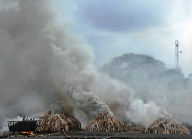Foto - Milyonlarca dolar değerindeydi ama...
