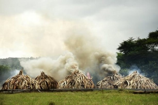 Foto - Milyonlarca dolar değerindeydi ama...