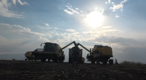 Foto - Milyonlarca lira! Ayçiçeğinden müthiş haber geldi