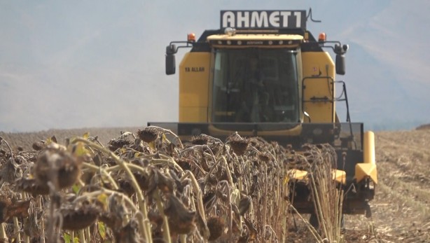 Foto - Milyonlarca lira! Ayçiçeğinden müthiş haber geldi