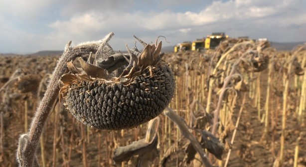 Foto - Milyonlarca lira! Ayçiçeğinden müthiş haber geldi