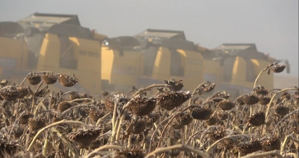 Foto - Milyonlarca lira! Ayçiçeğinden müthiş haber geldi