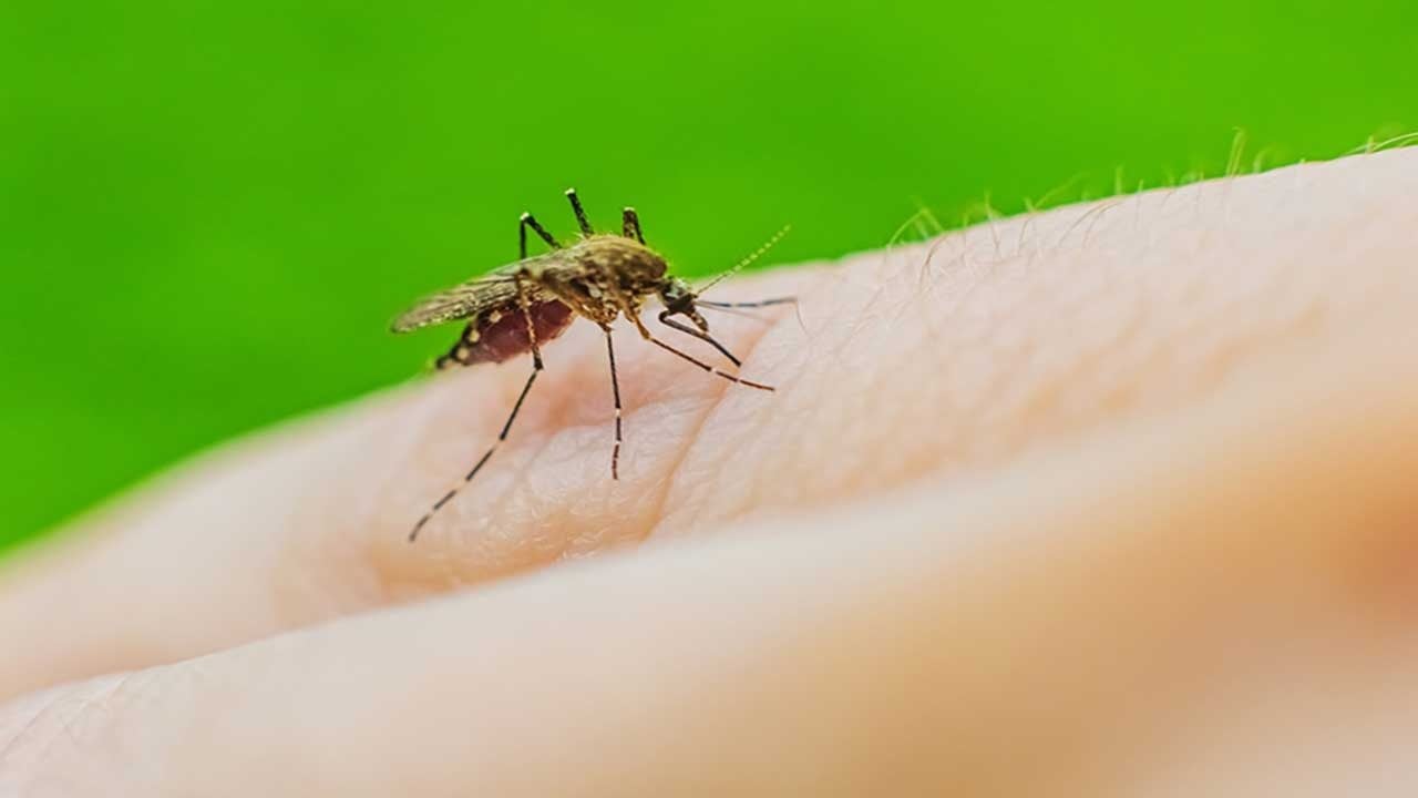 Foto - Milyonlarca sivrisineği doğaya salacaklar! Şeytani planın arkasından yine teknoloji devi çıktı