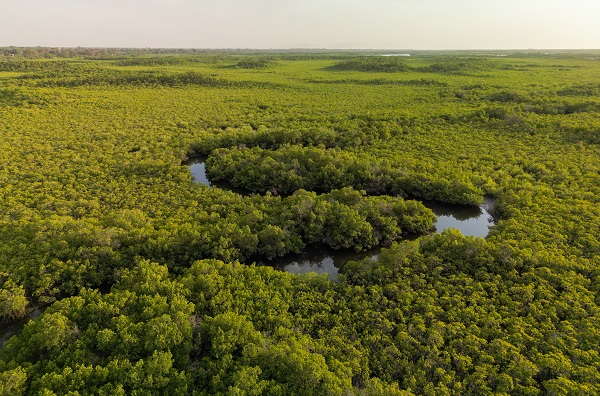 Foto - Milyonlarca turist ziyaret ediyor! Dünyanın konuştuğu kıyı ormanı: Mangrovlar